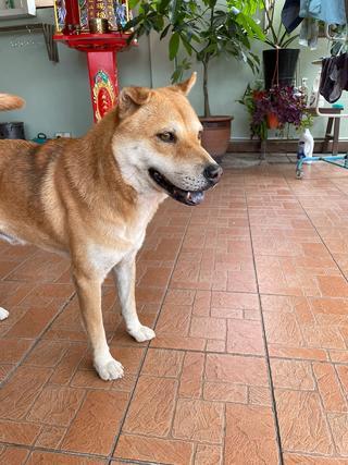 柴犬串中华田园犬