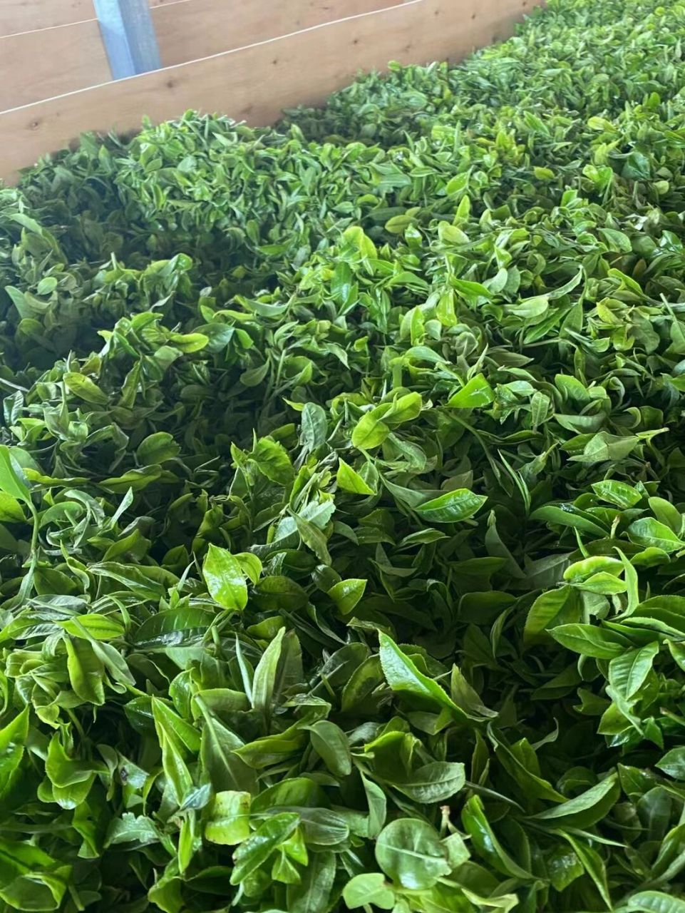 60綠茶,紅茶等茶類在市面上一般以散茶的形式出現,而普洱茶