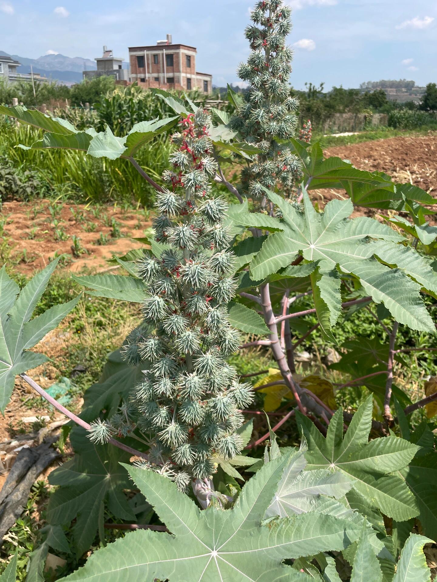 大蓖麻子花的图片图片