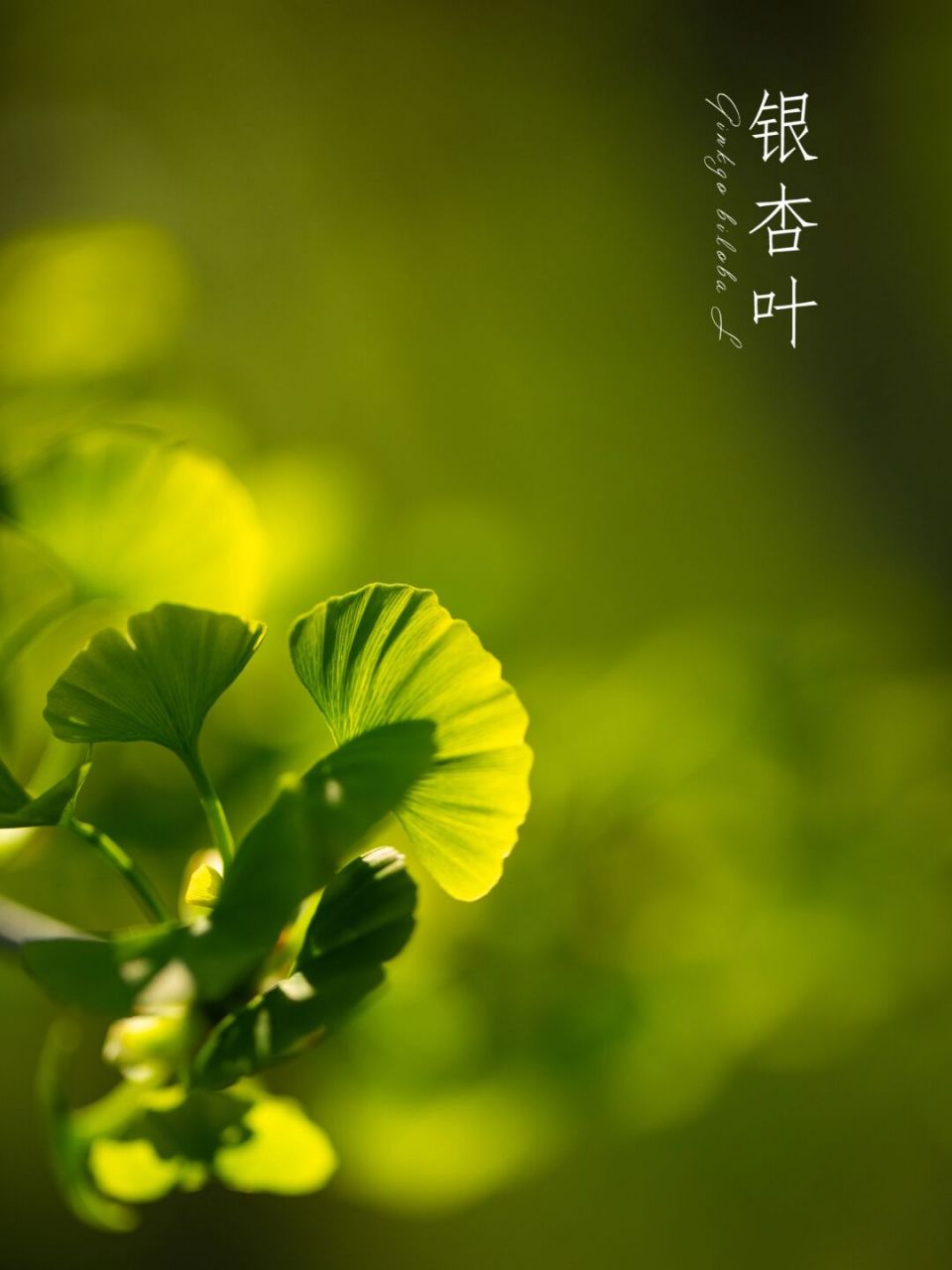 【写生百科】 银杏叶,为银杏科植物银杏ginkgo biloba l.