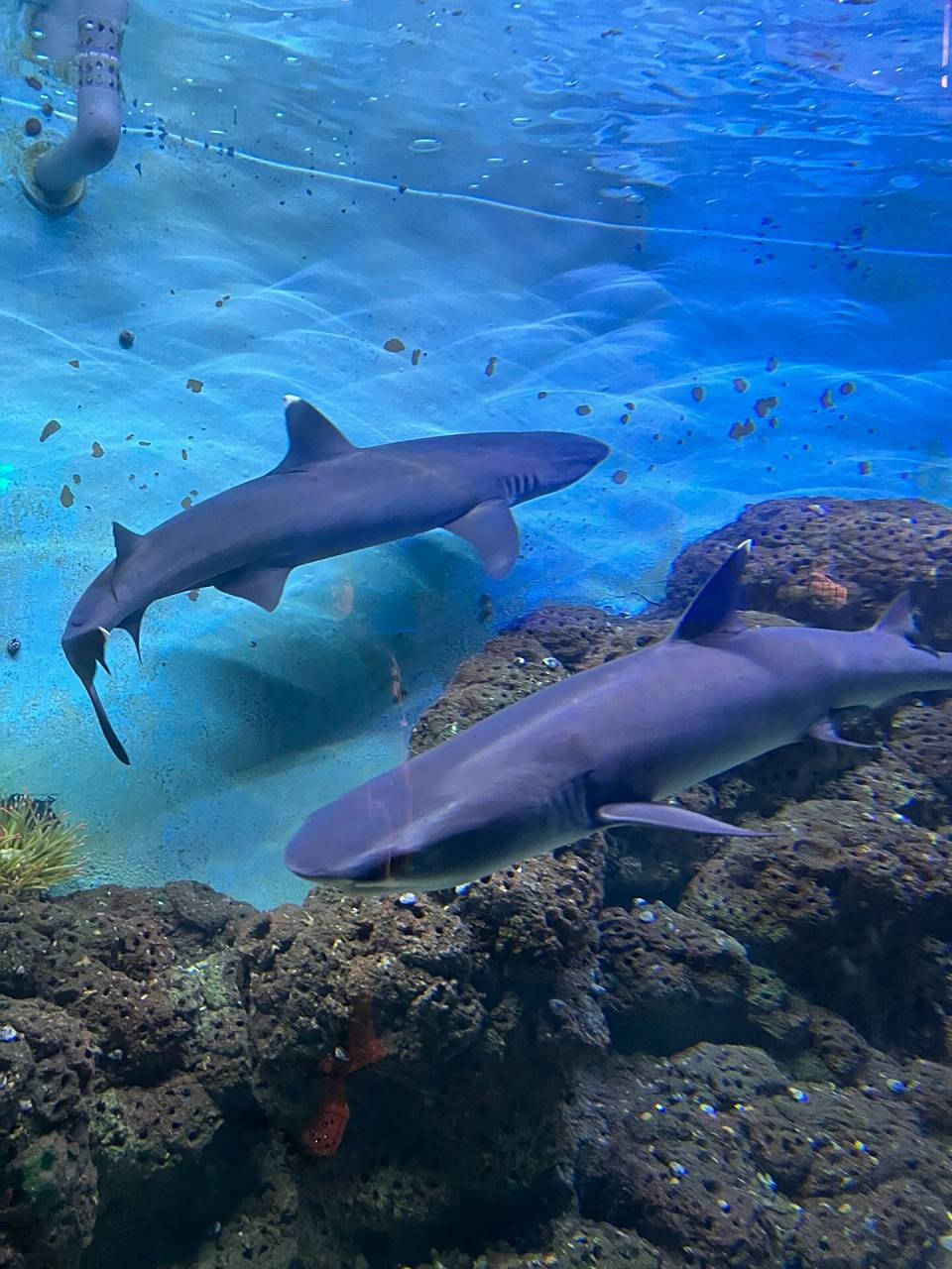 烟台蓬莱极地海洋世界! 太好玩了!美人鱼表演还有海豹表演真的太惊艳