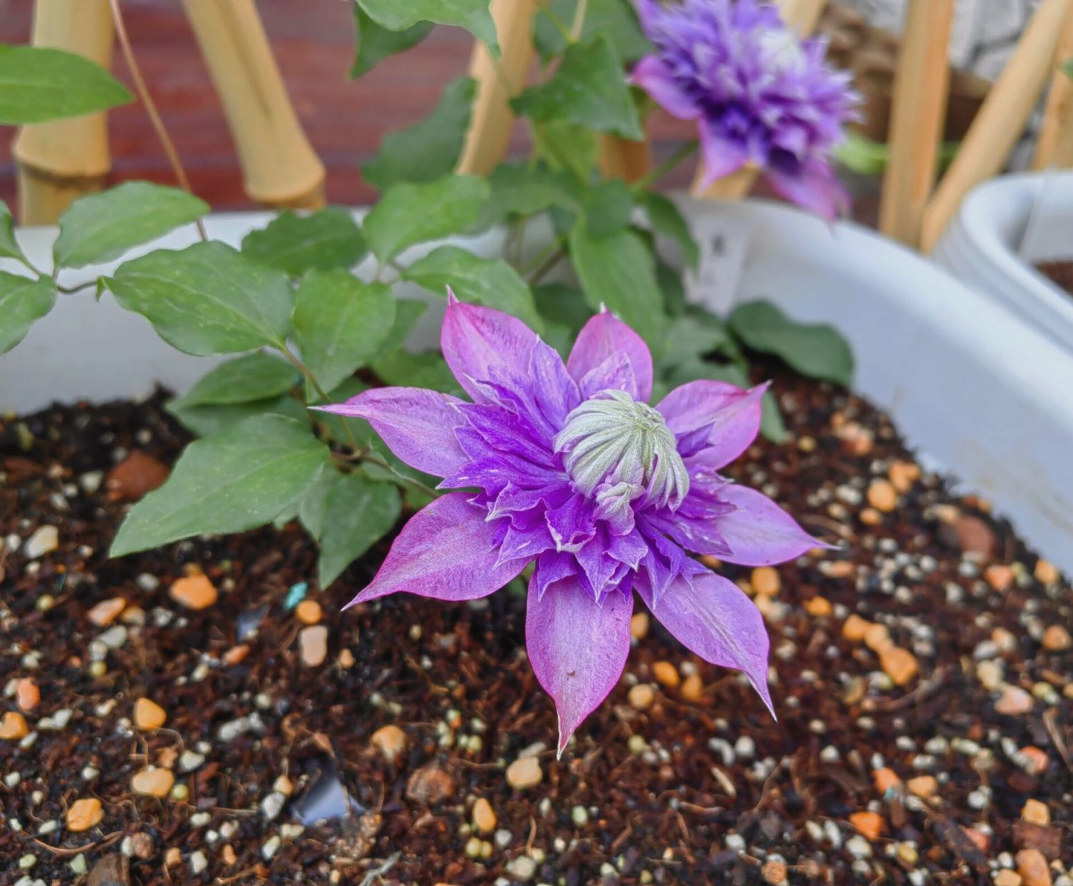 铁线莲 魔法喷泉 家里第二批开花的铁,重瓣打开得很慢,单花花期就有半