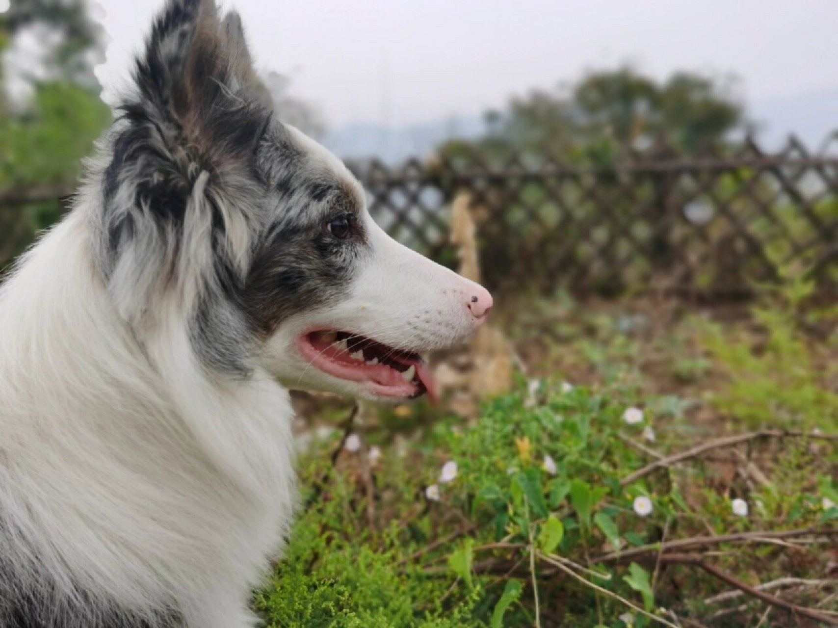 边牧应该是立耳还是不立耳 小苏哒出门总是有小朋友说它是狼,应该是立