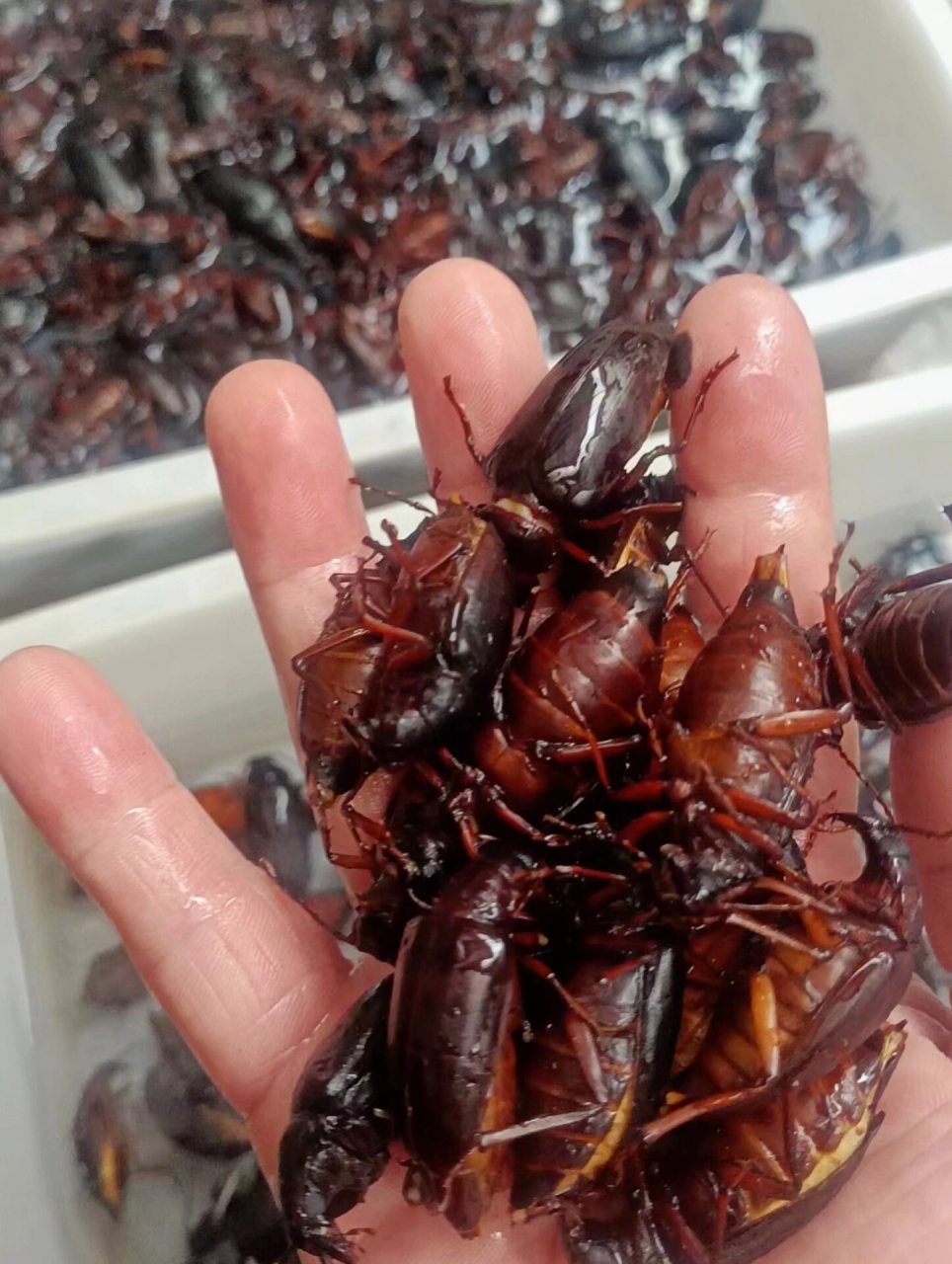 沂蒙美食之山山牛 山山牛,学名为大牙土天牛,别名大牙土锯天牛,属鞘翅