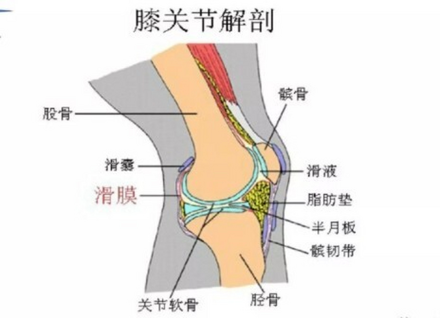 髌韧带位置图片