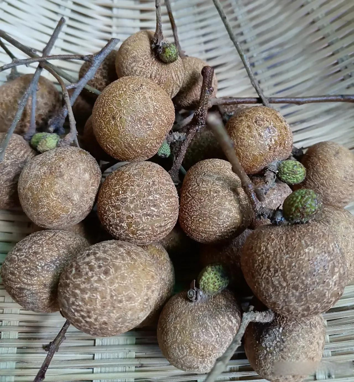 咱们大广西又有了新品种水果-龙荔,谈起它的来历:那一夜万籁俱静,龙眼