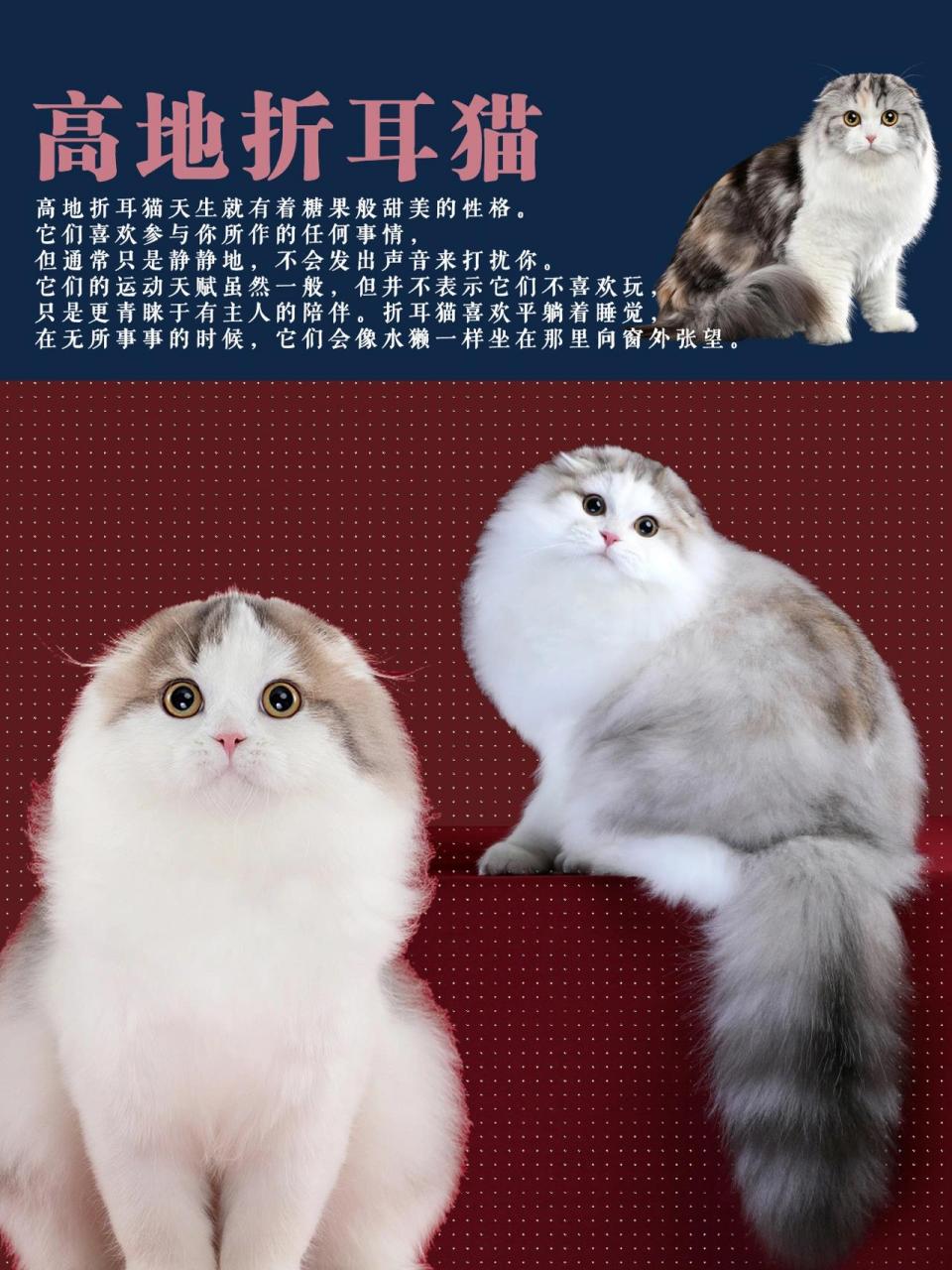 中国长毛猫品种图片