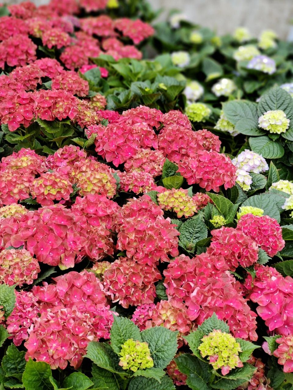 绣球 魔幻红宝石 拉丁学名: hydrangea macrophylla (thunb.) ser.