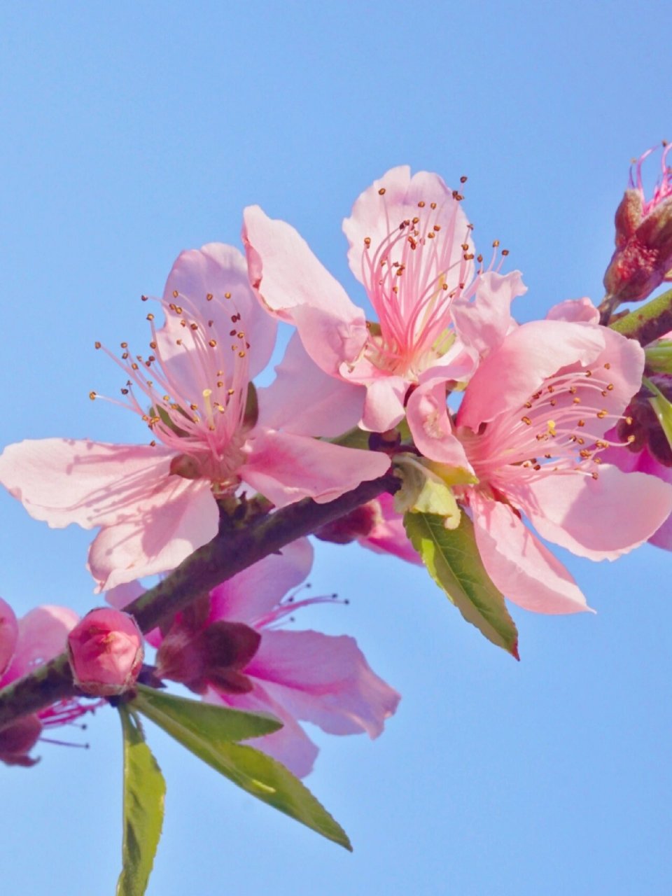 桃花长什么样子图片02真实 桃之夭夭,灼灼其华94 永远着迷于春天