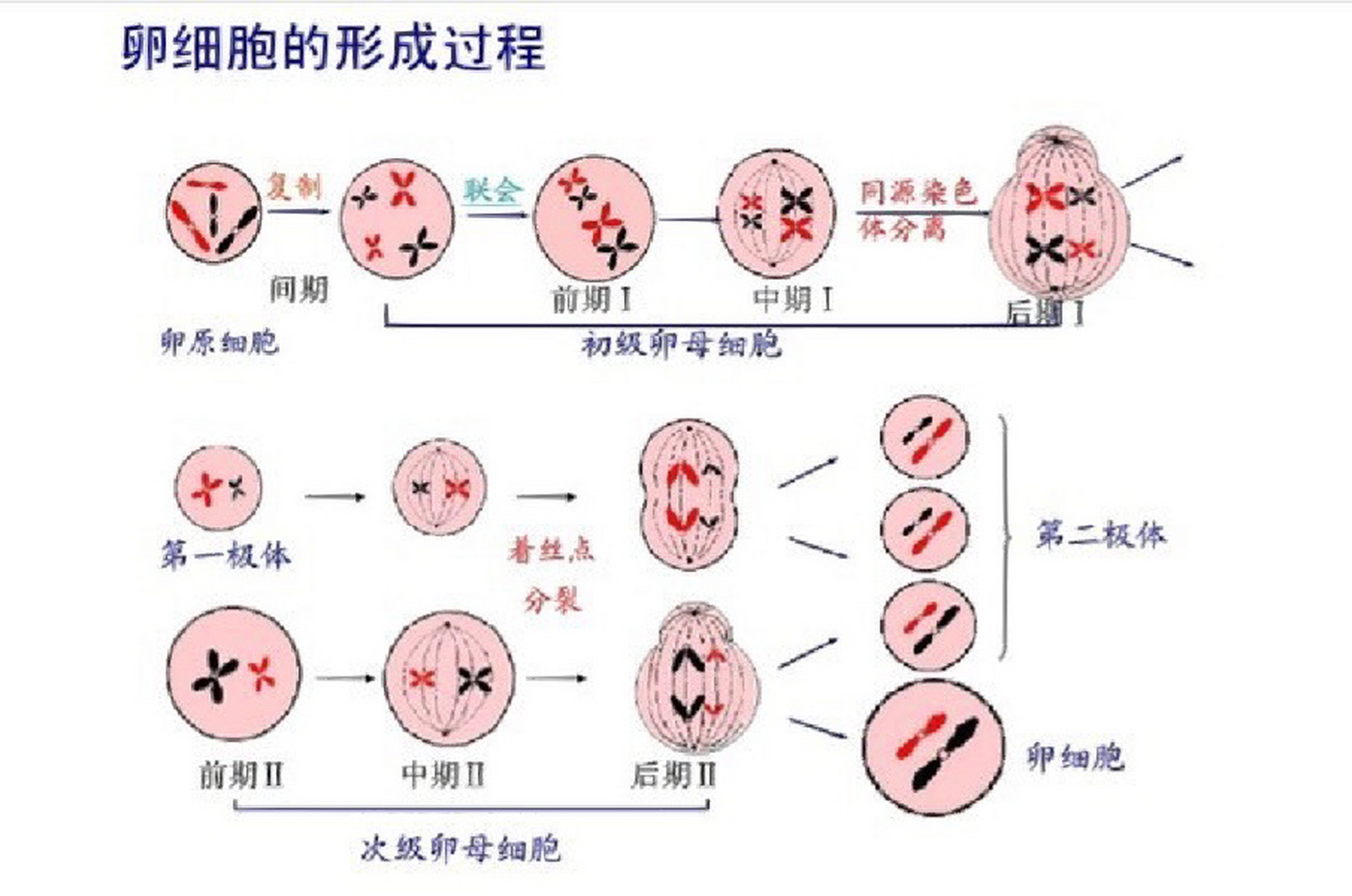 生物笔记 第二章   基因和染色体的关系 第1节   减数分裂和受精作用