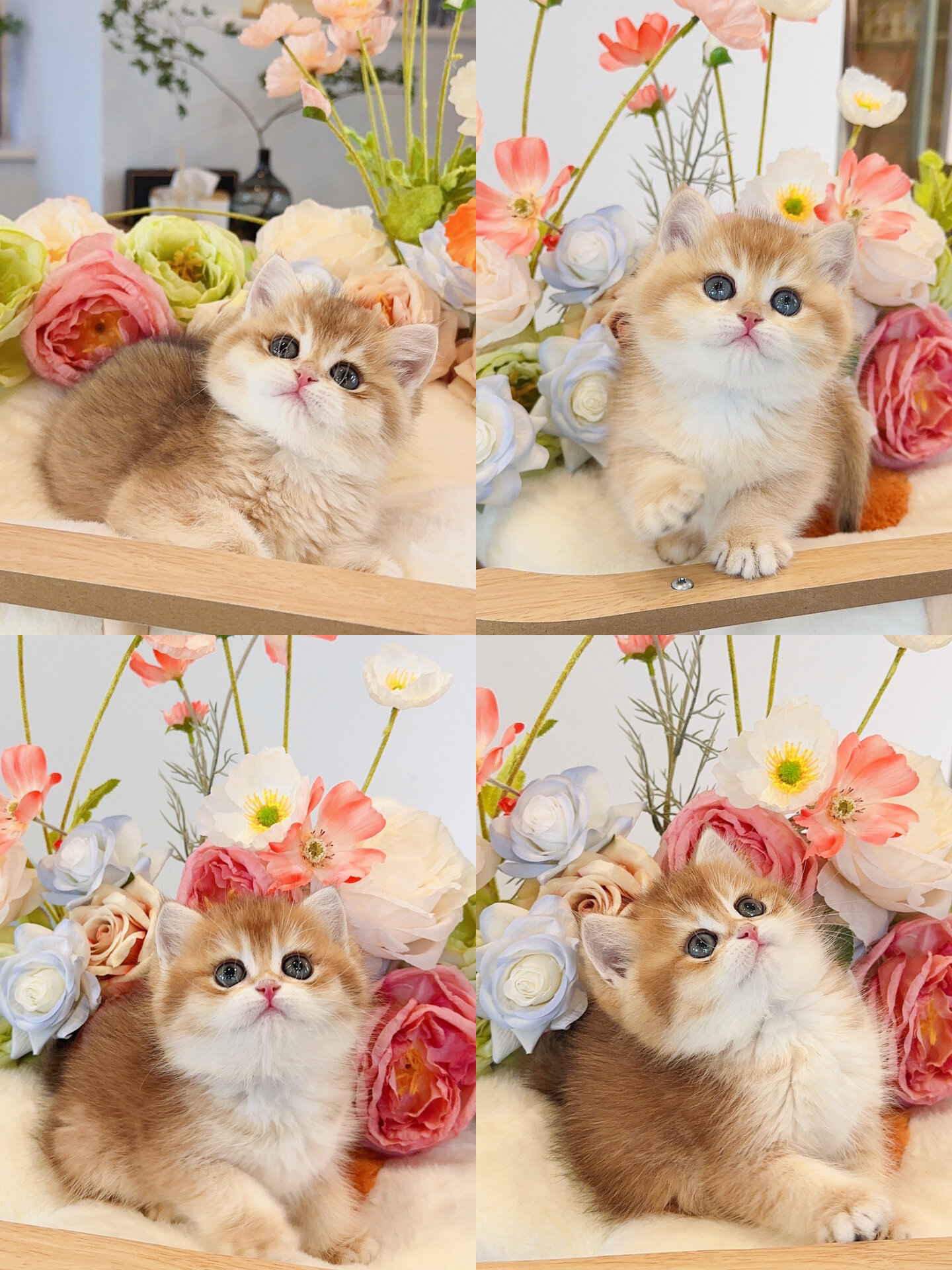 12色金渐层合集来咯!99谁能拒绝胖弟弟