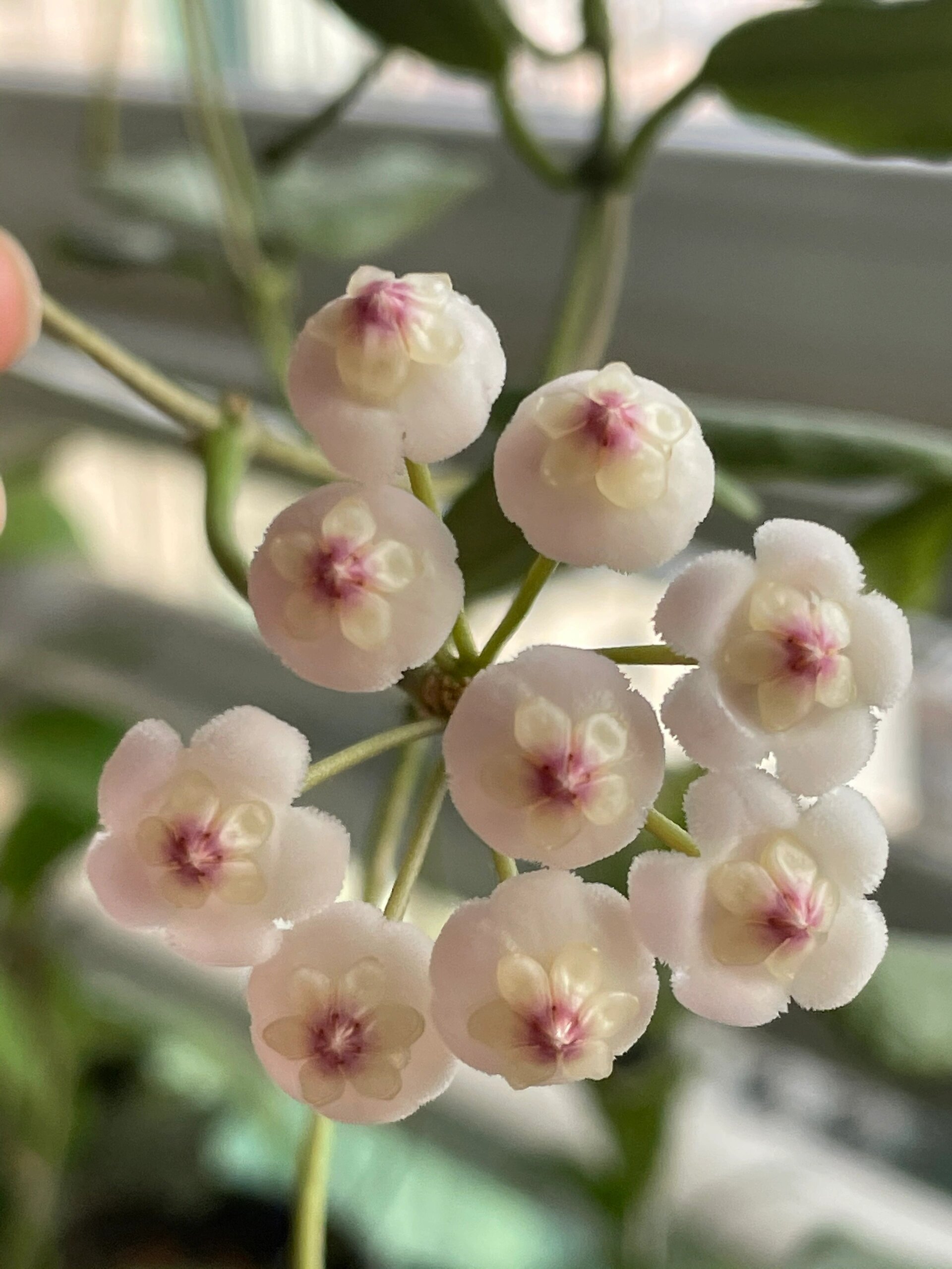 2023-05-29 小方叶球兰开花