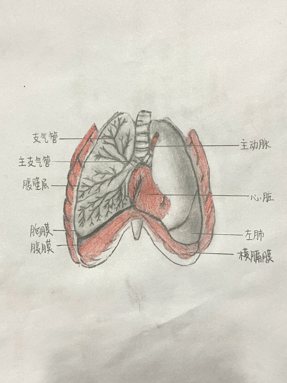 肺的解剖图手绘彩色图片