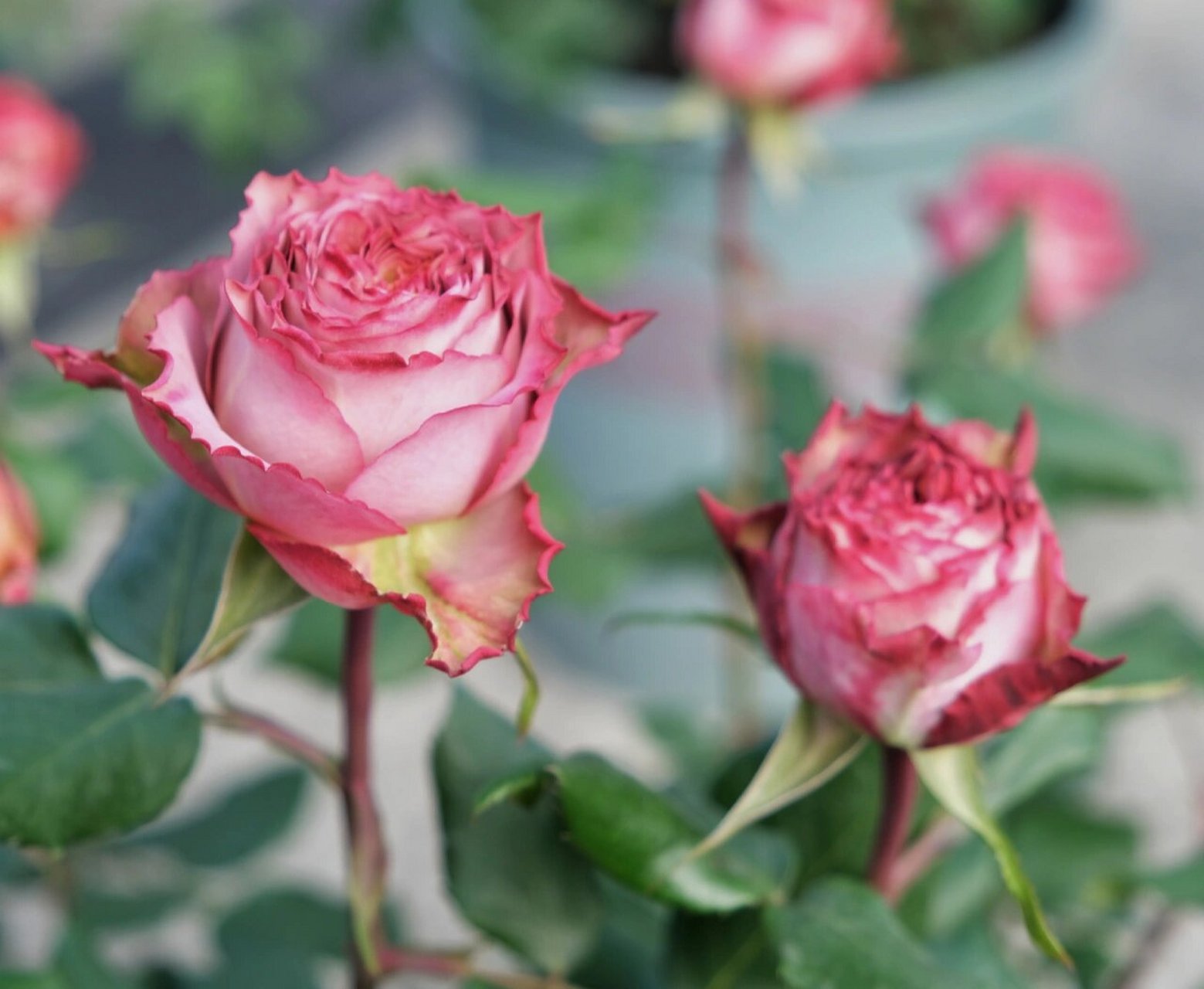 月季品种(49)—英伦节拍 英伦节拍,比较经典的一款复古色切花月季