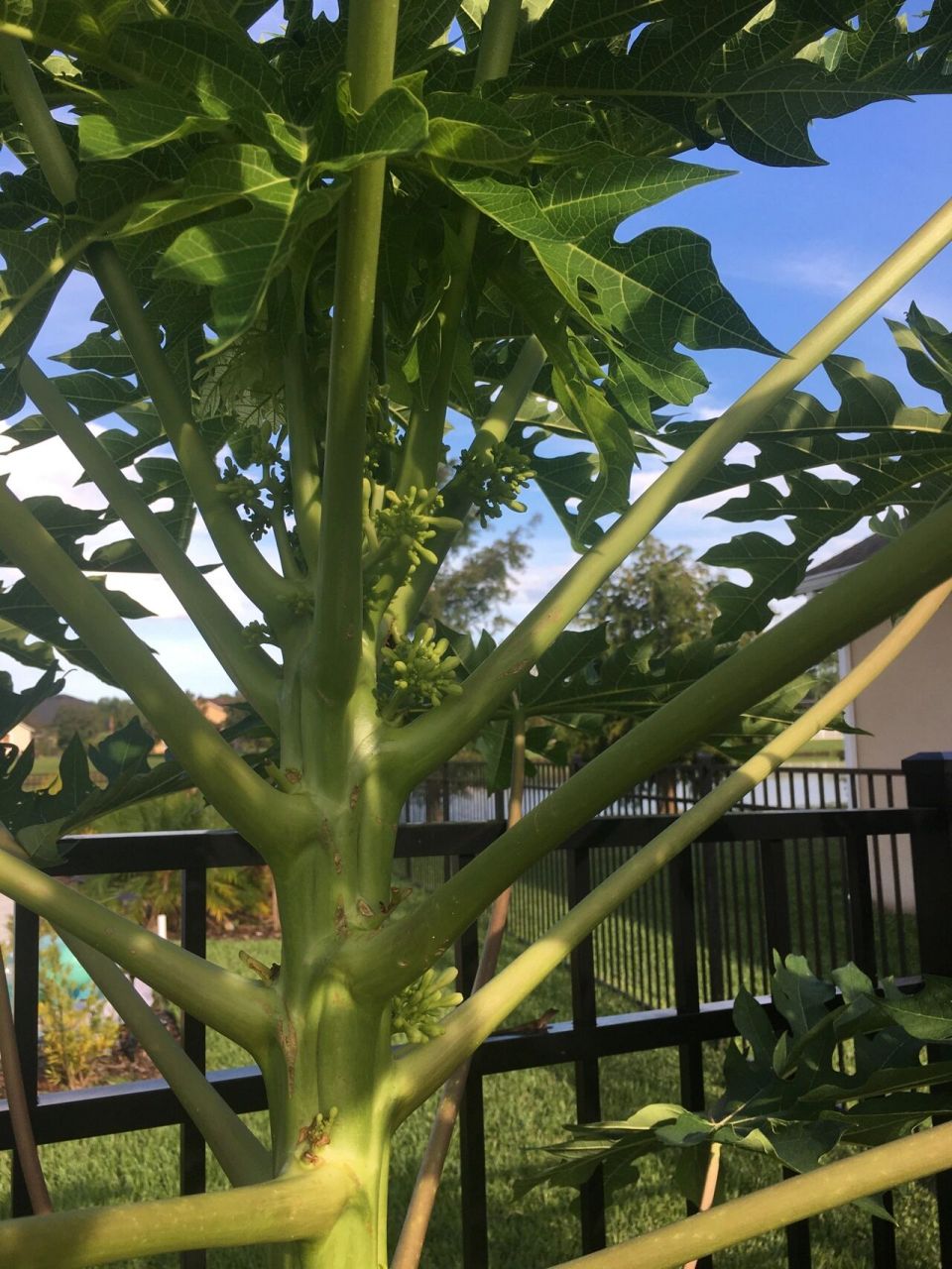 木瓜实验更新 之前把公木瓜树打了签子,希望能促使变性结果,然并卵