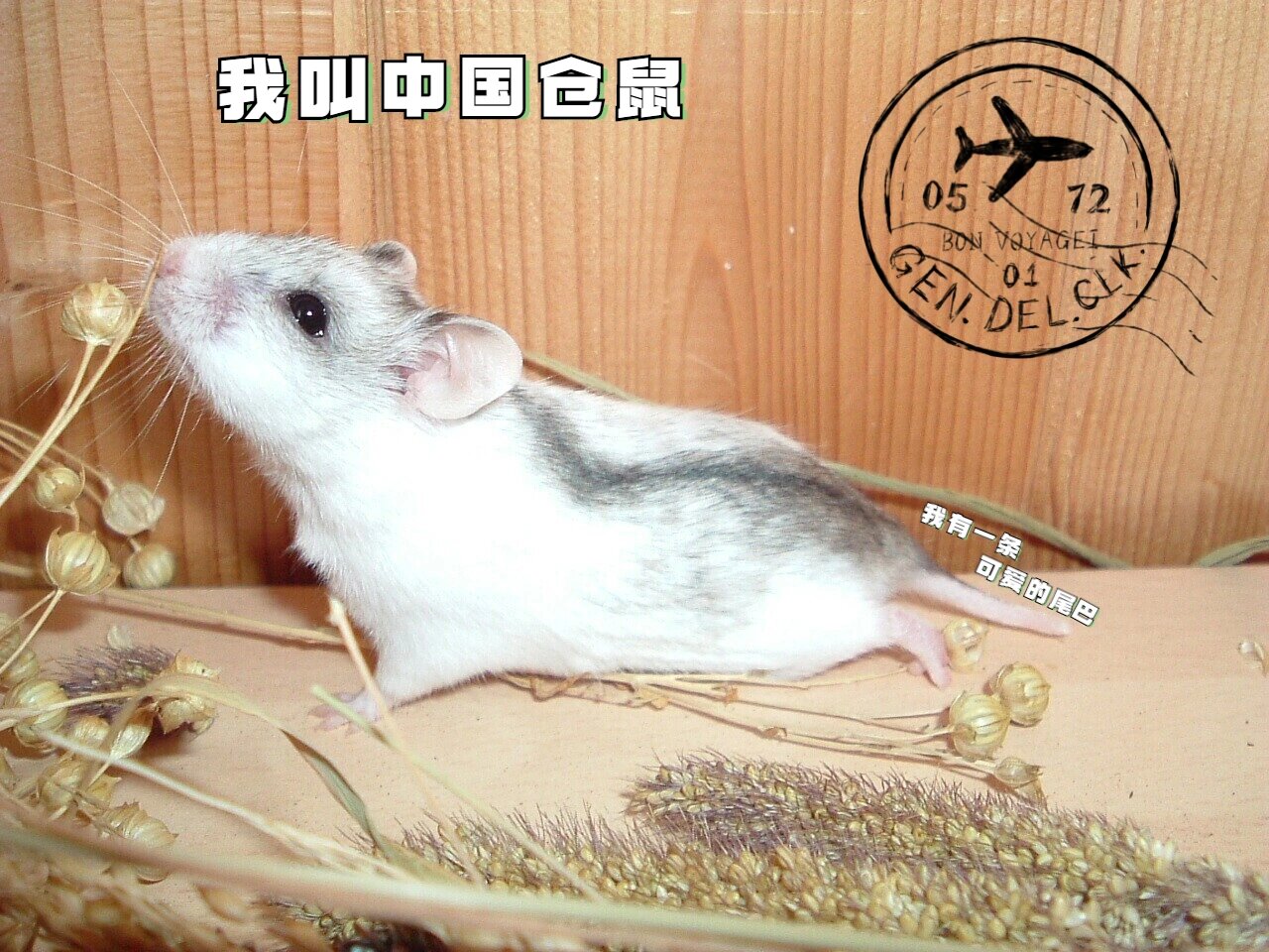 说完黑腹仓鼠,今天我们来说说中国仓鼠91 中国仓鼠91你们认识吗?