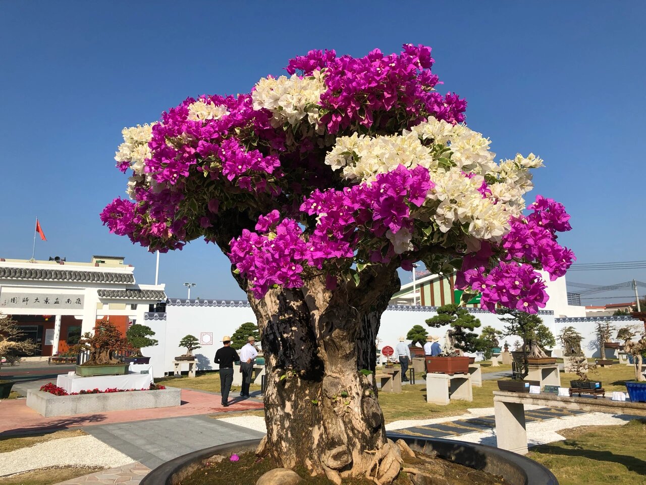 发现广州:瑞岭村,岭南盆景之乡