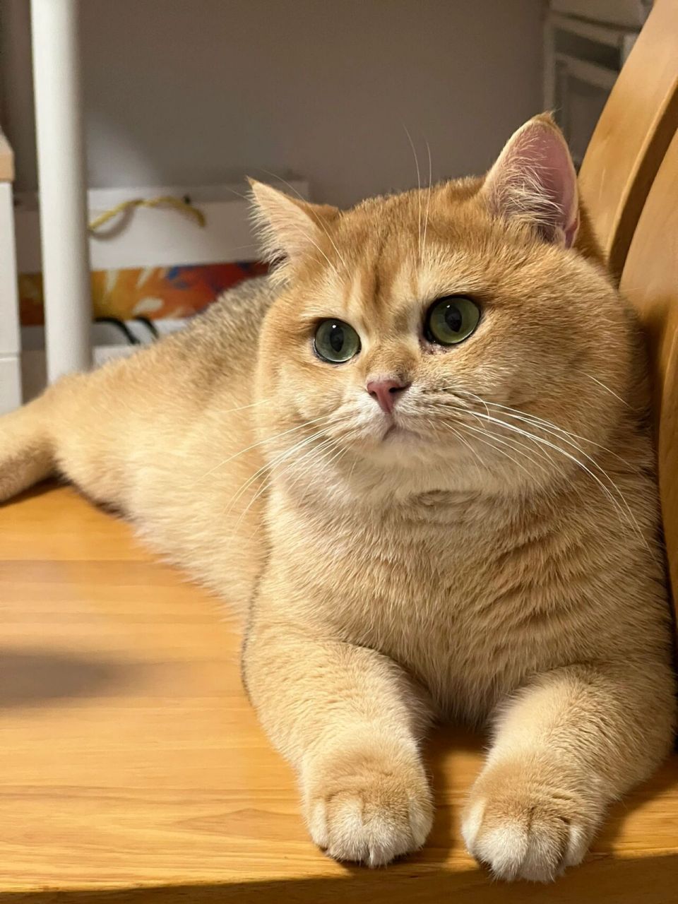 金渐层的盛世美颜93 可爱的小猫咪