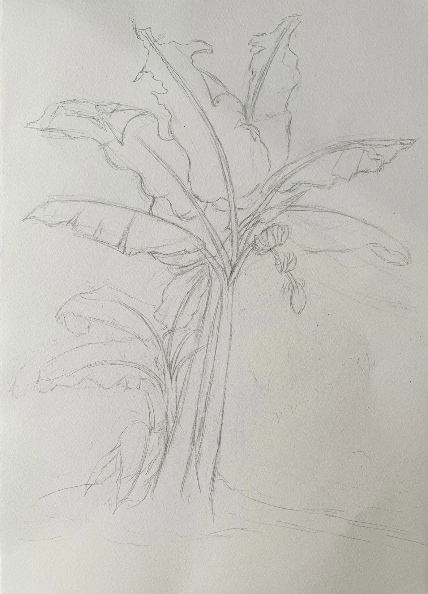 速写练习-芭蕉树(附步骤图)