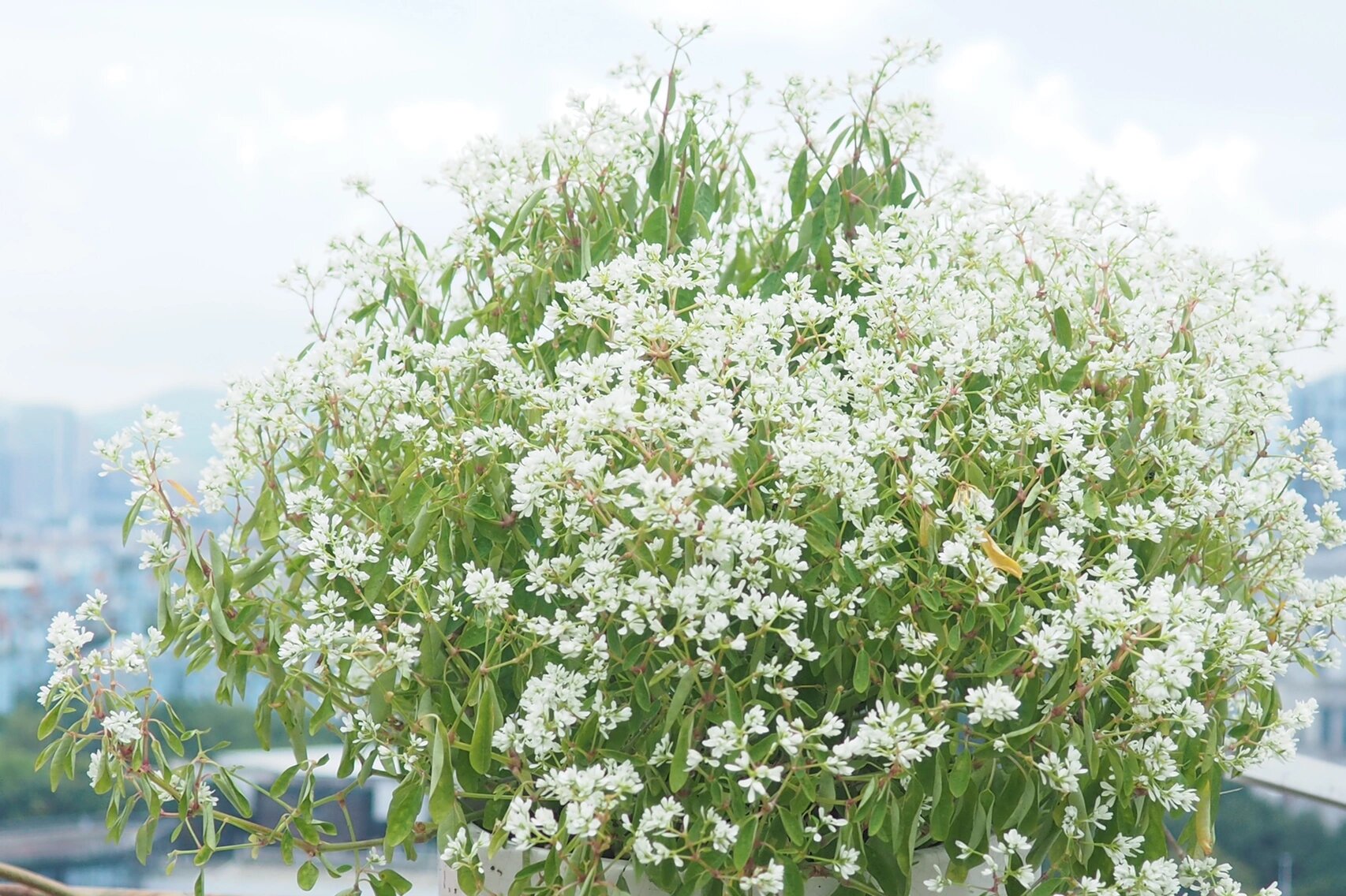 禾叶大戟|飘雪,花期长达10个月!