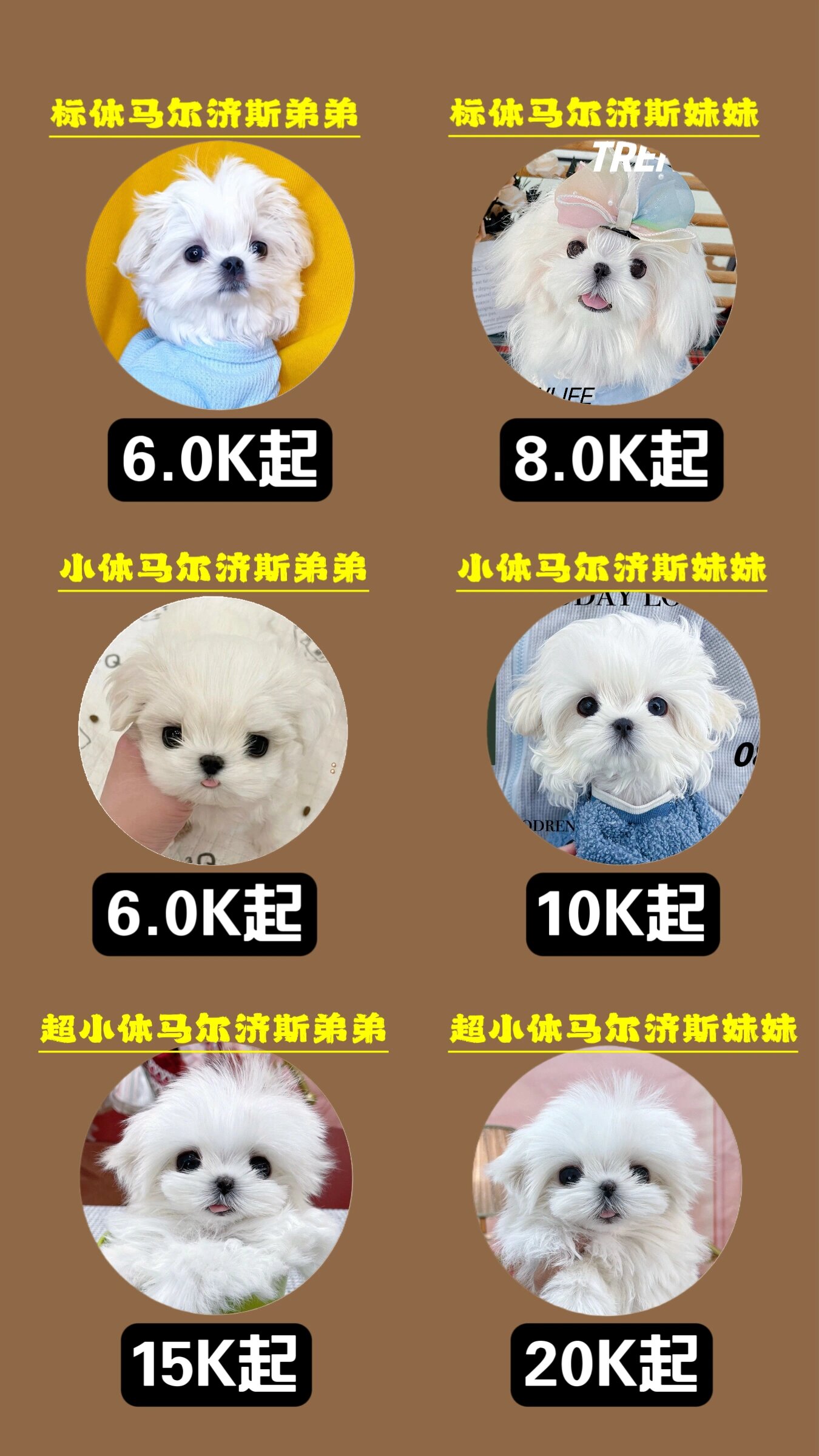 2024年马尔济斯多少钱一只