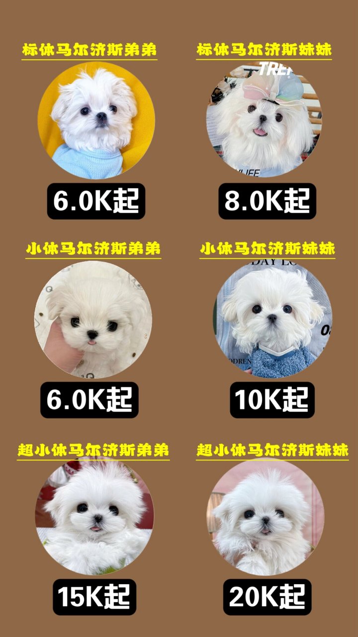 马尔济斯犬食物禁忌图片