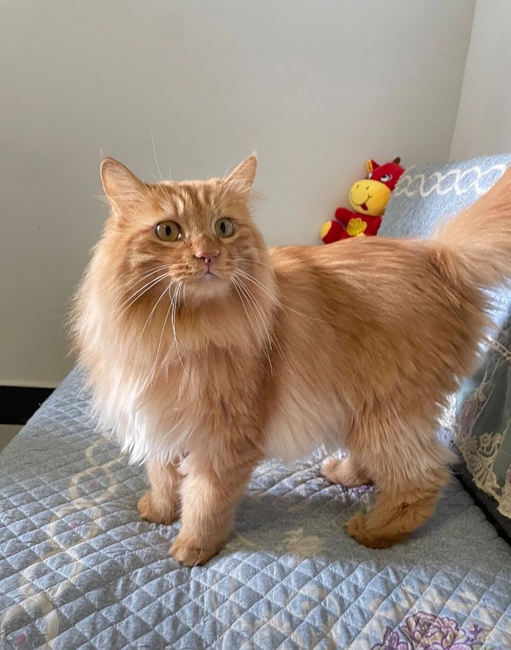 橘色狮子猫长大后气质很就是棒 奈斯
