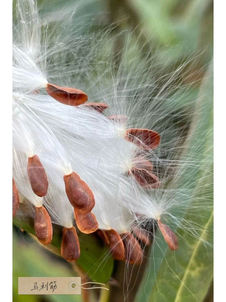 神奇的植物|会飞的种子系列 96寻拍秋日里随风起舞的种子,感叹植物