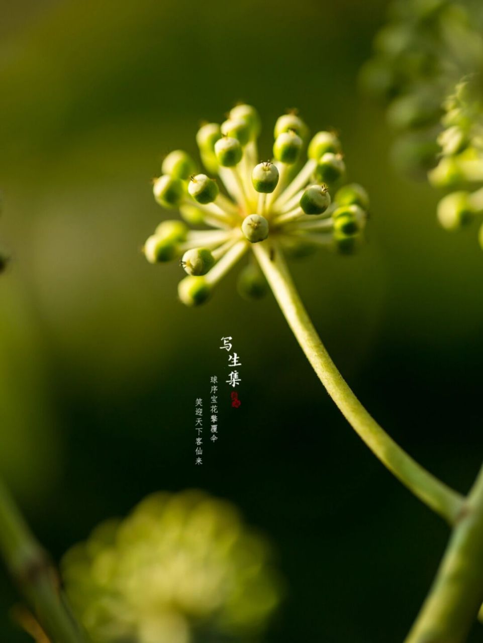 八角金盘|摄影|冬日写生 球序宝花擎覆伞, 笑迎天下客仙来.