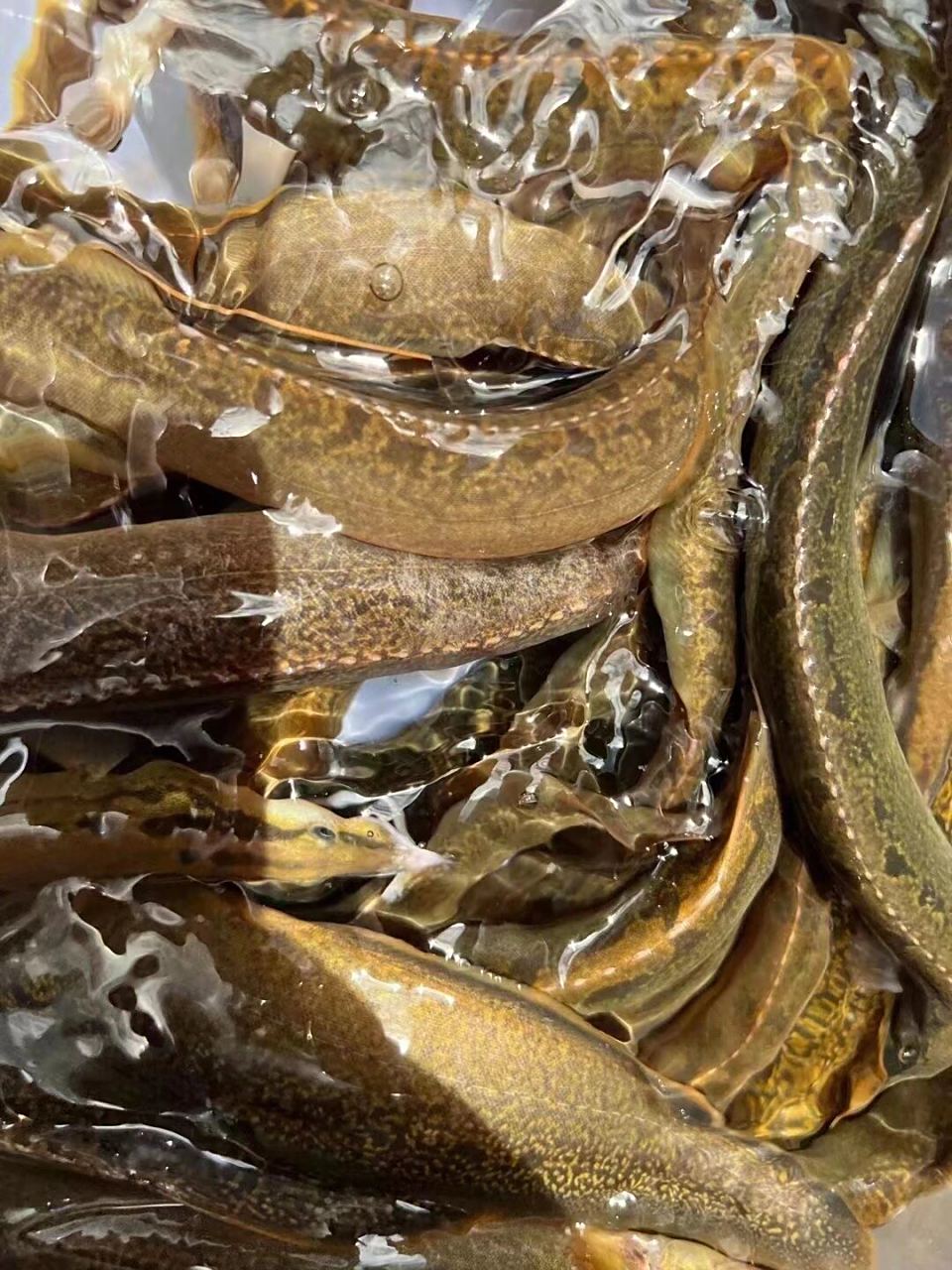 刺鳅(猪麻锯),有20斤左右