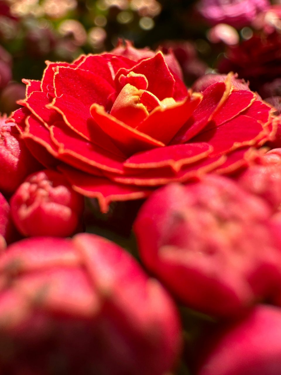 鲁比欧02    长寿花火狐狸02,长寿花火焰红丝绒,长寿花鲁比欧