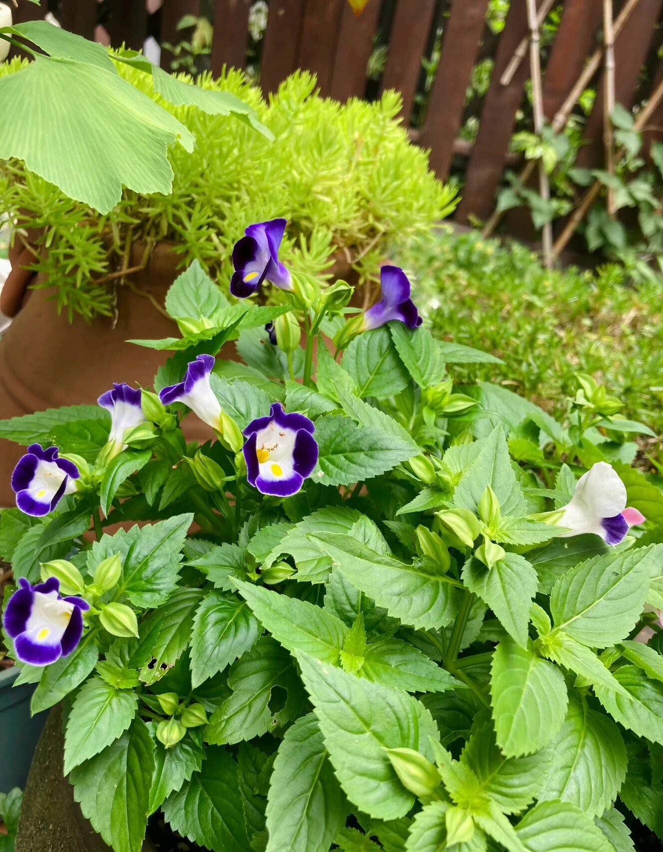 光照7715 夏堇是喜光性植物,在它的生长过程中光照需充足.