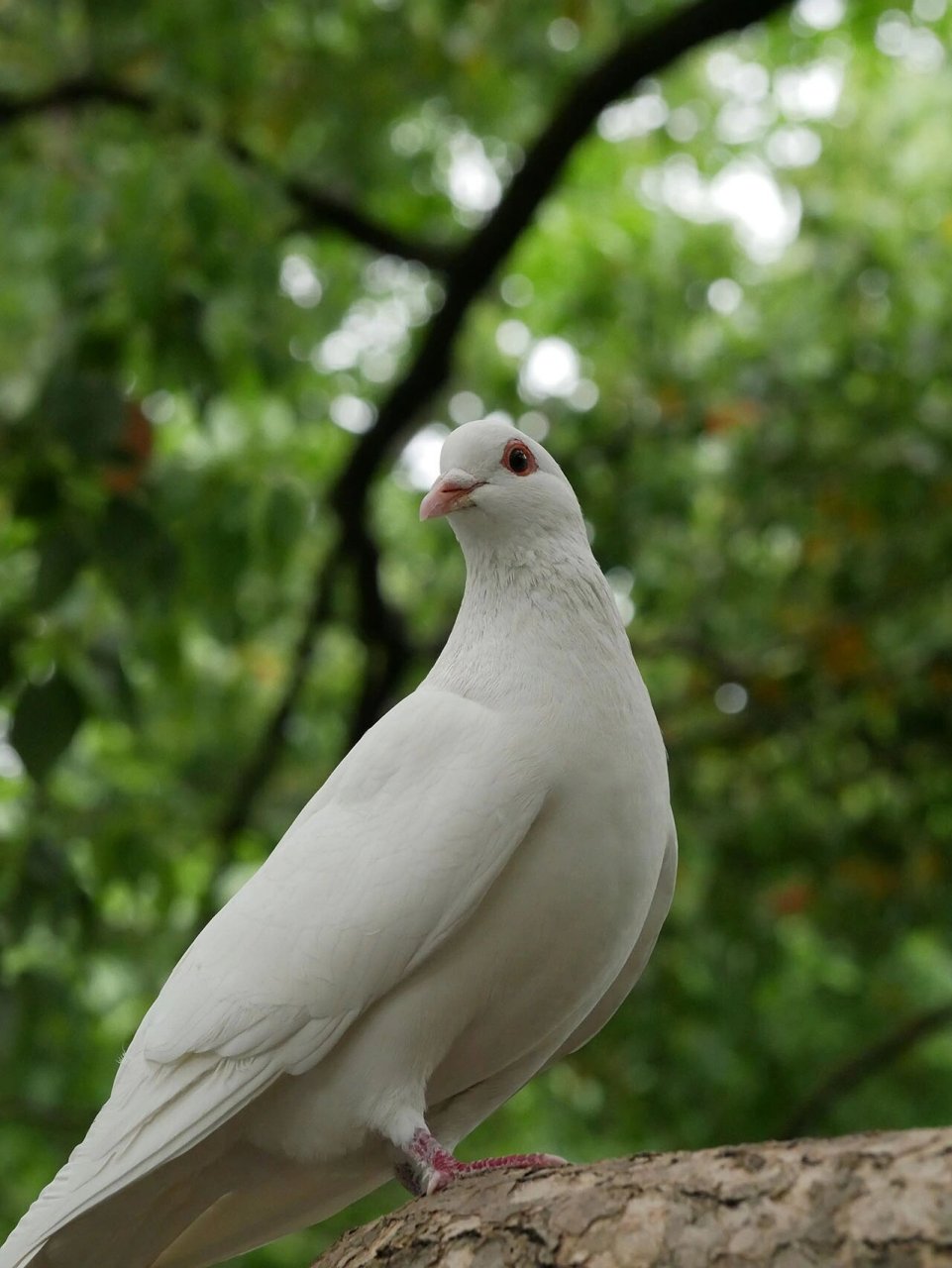 西园寺的白羽王鸽92 超级可爱,不喜欢鸟鸟的有难了