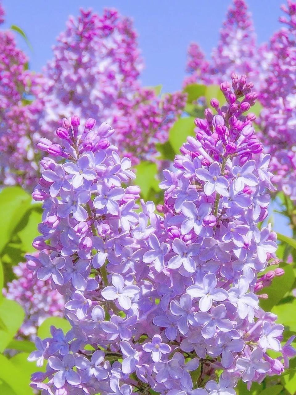 春暖花开,淡紫色的丁香花传来淡淡花香,明媚了春天.