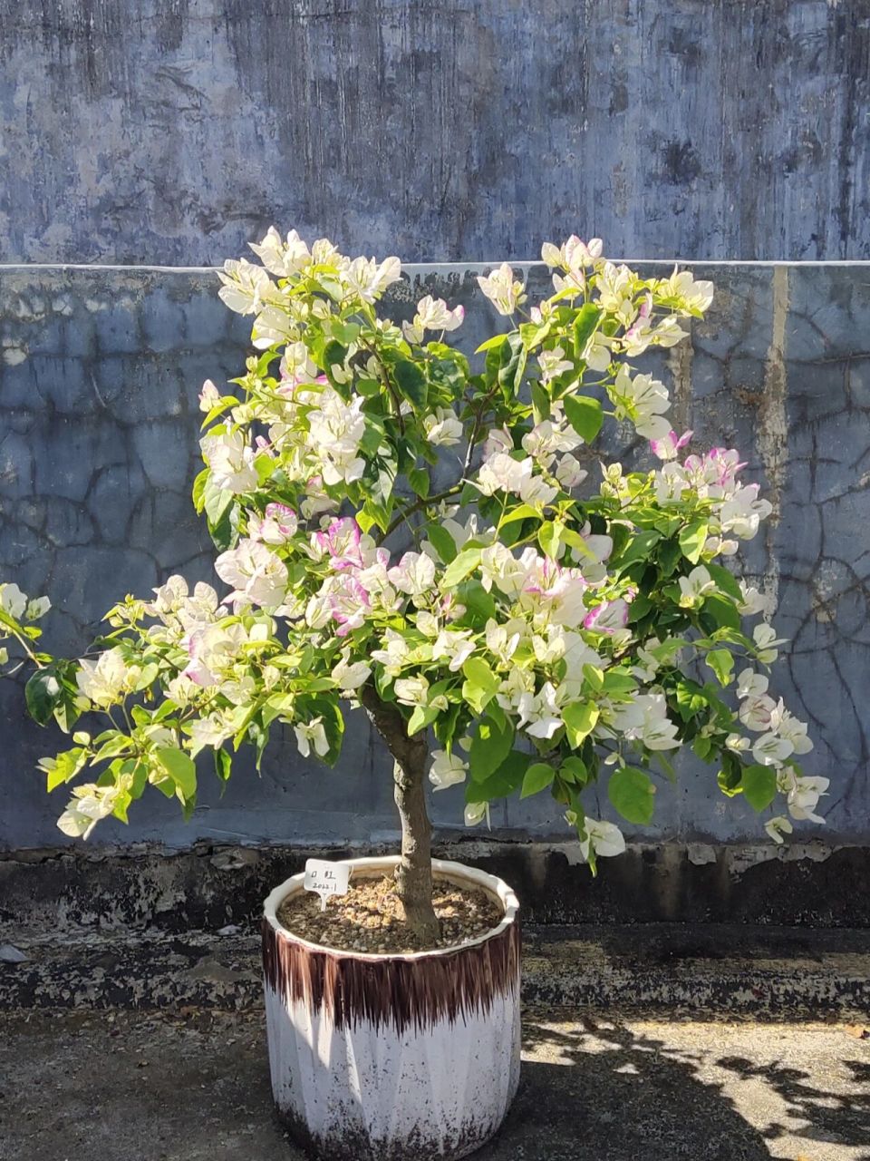 三角梅——口红 一颗努力变好看的口红!