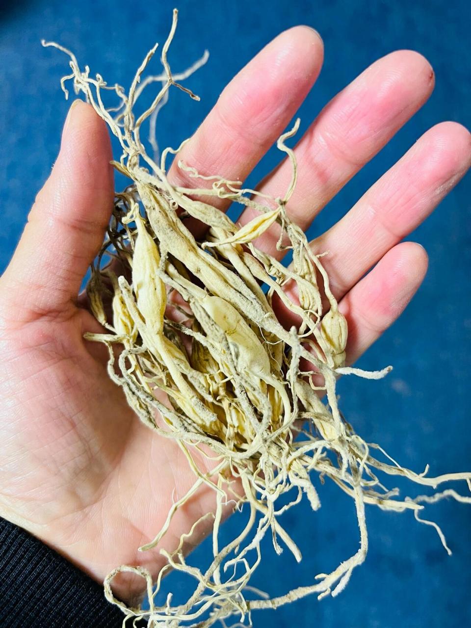 野生中草药——麦冬 麦冬也叫麦门冬,跟天门冬根茎果实长得是不是很像