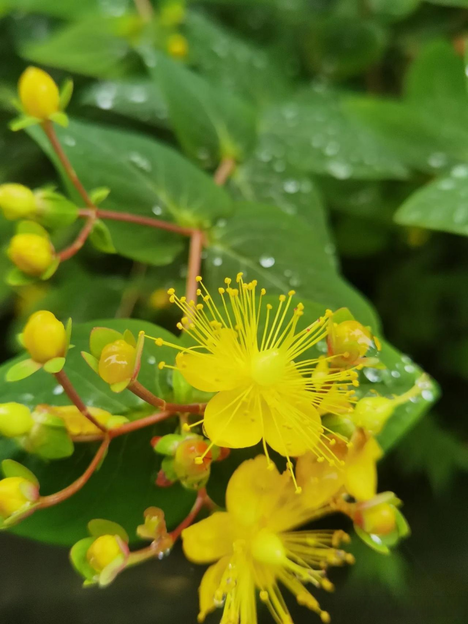 随手拍风景  金丝桃开花了!