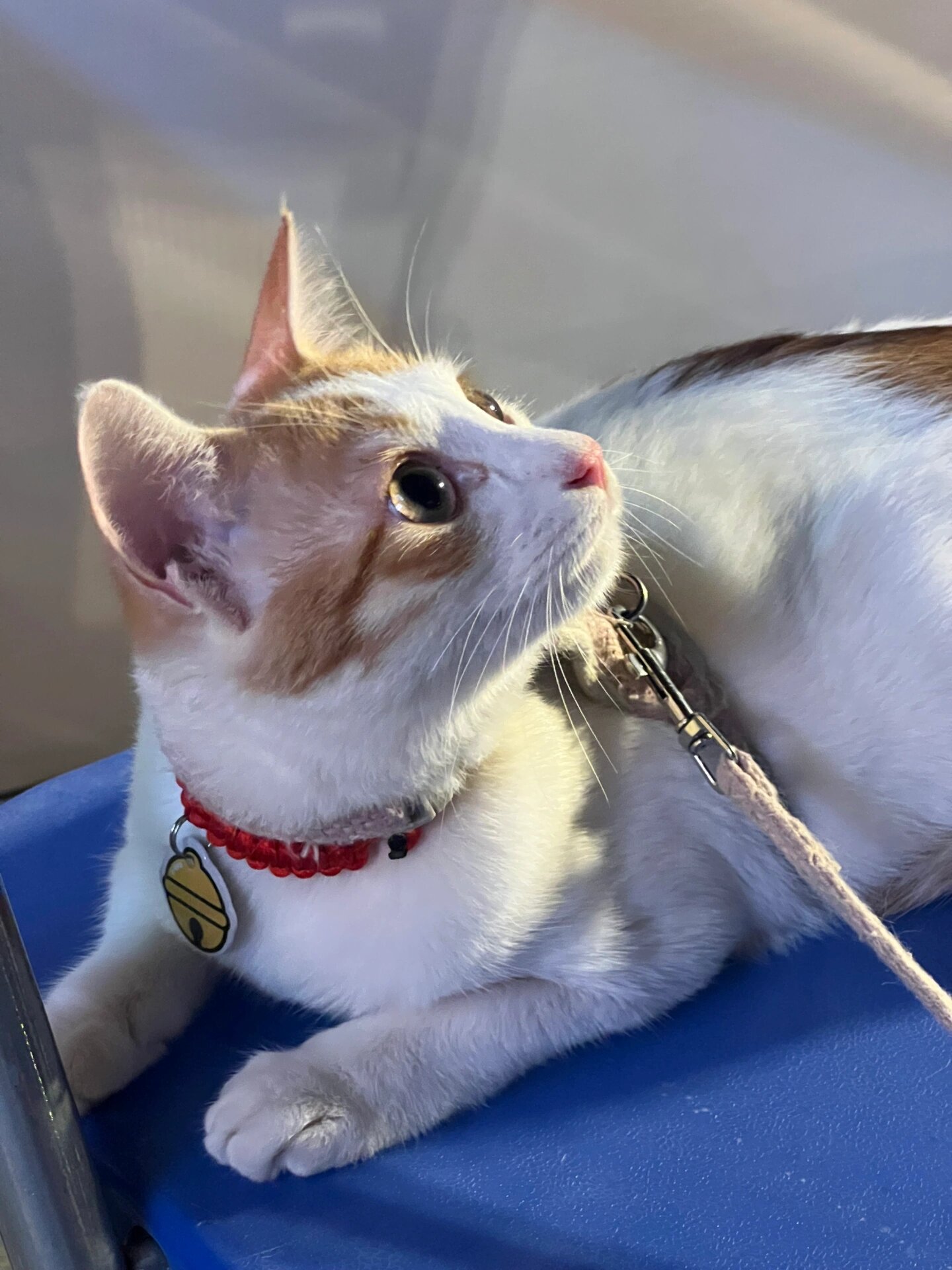 一只8个月大的橘白猫93 中华田园猫,橘白女孩子8个月大 名字叫moody