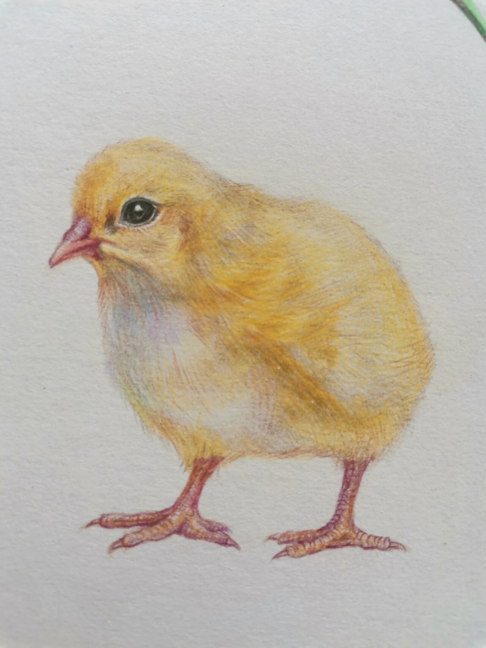 觅食的小可爱||小黄鸡彩铅画 7月,一个人生转折中的分水岭,大学的向往