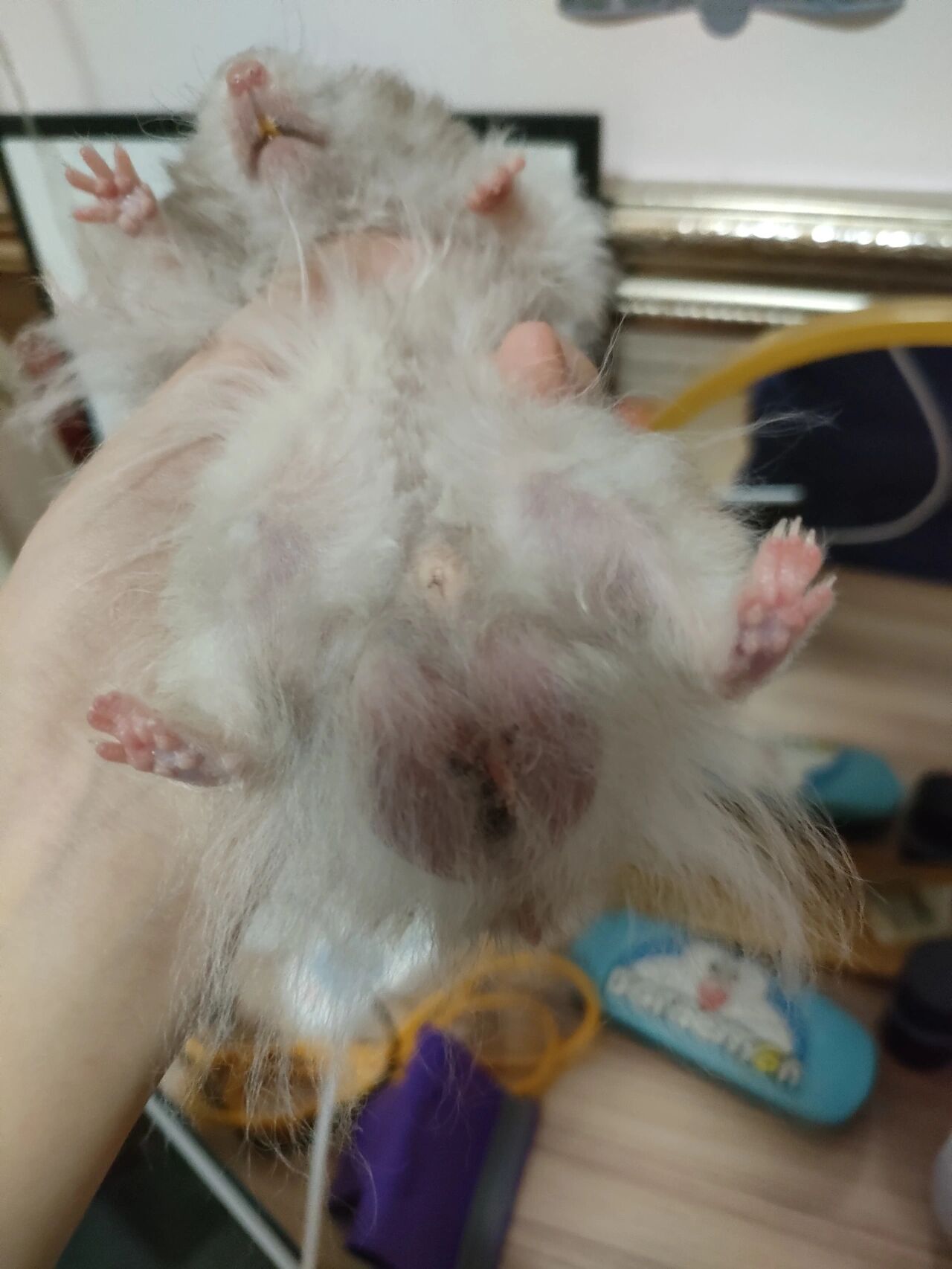 金丝熊蛋蛋发黑是怎么回事