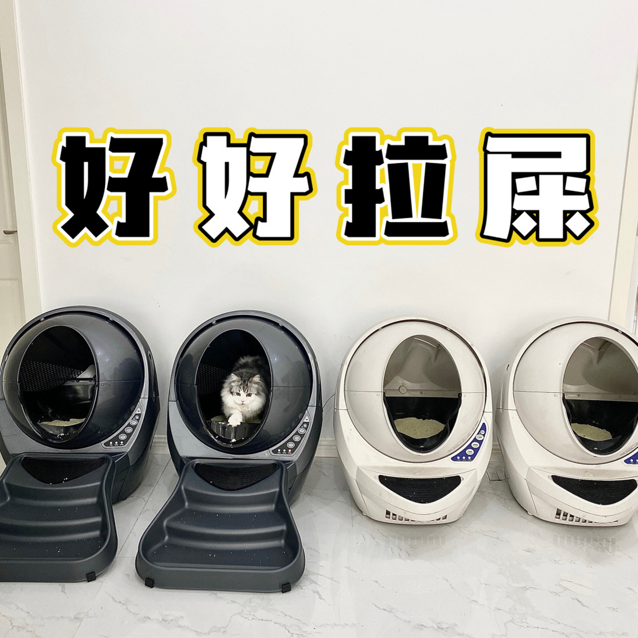 貓砂盆中的愛馬仕 litterrobot自動貓砂盆 家裡現在八隻貓,十個貓砂盆