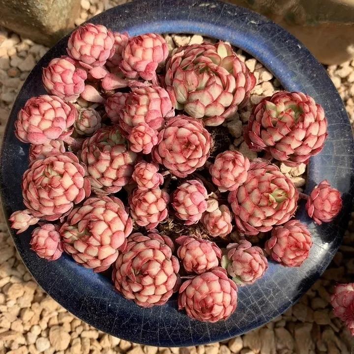 多肉今日分享 这叫啥来?突然想不起名字了,玫瑰女王?梦幻玫瑰?