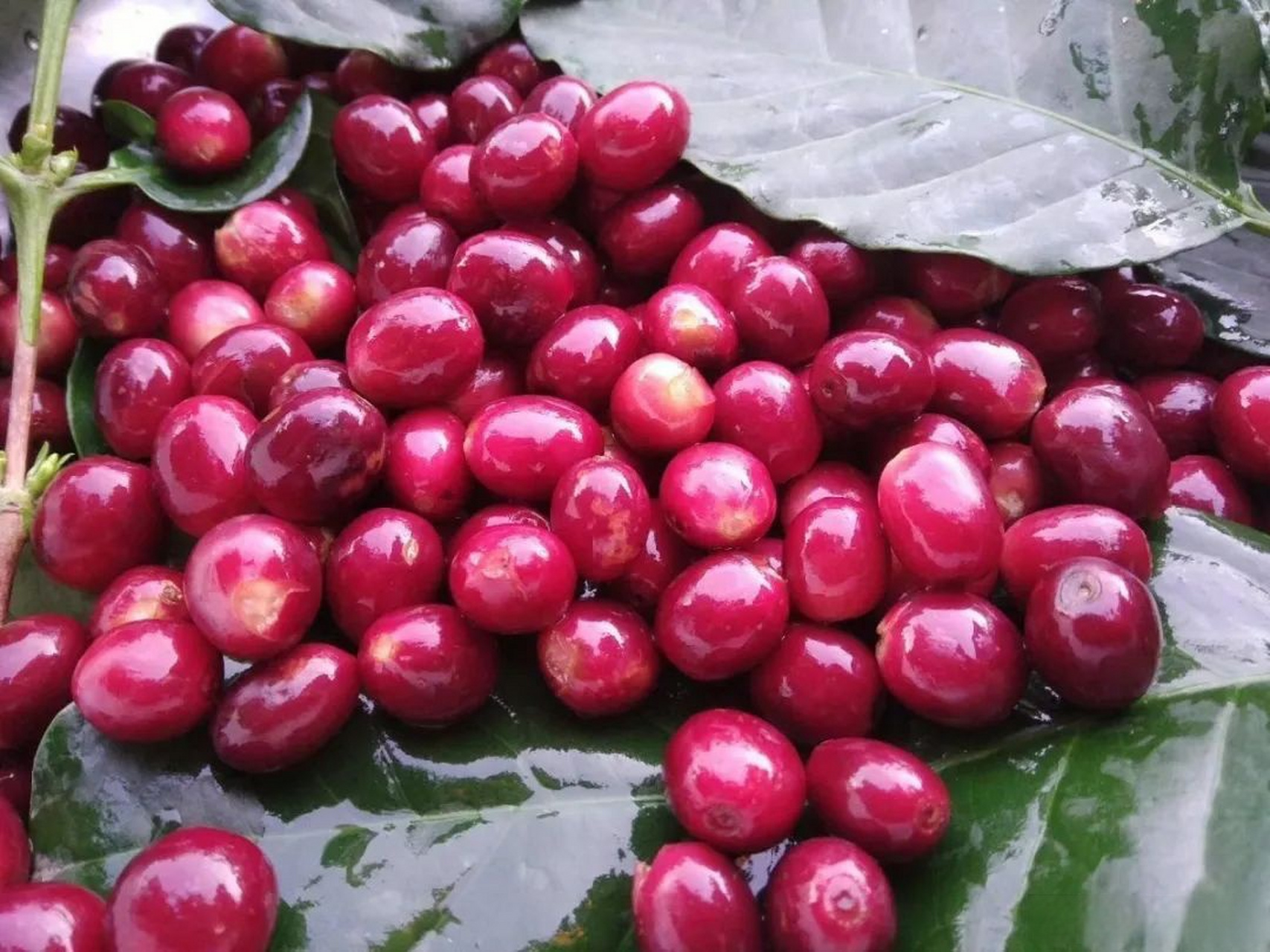 走进潞江坝,一股热浪扑面而来,这里,是云南保山小粒咖啡的产地,属于