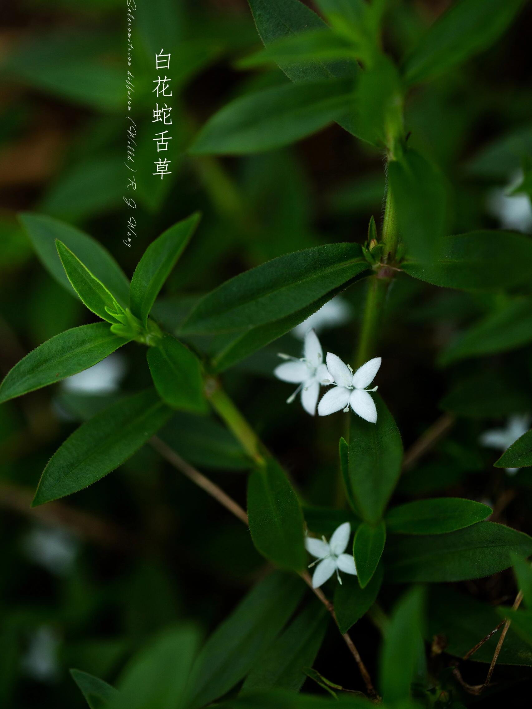 白花蛇舌草形态特征图片