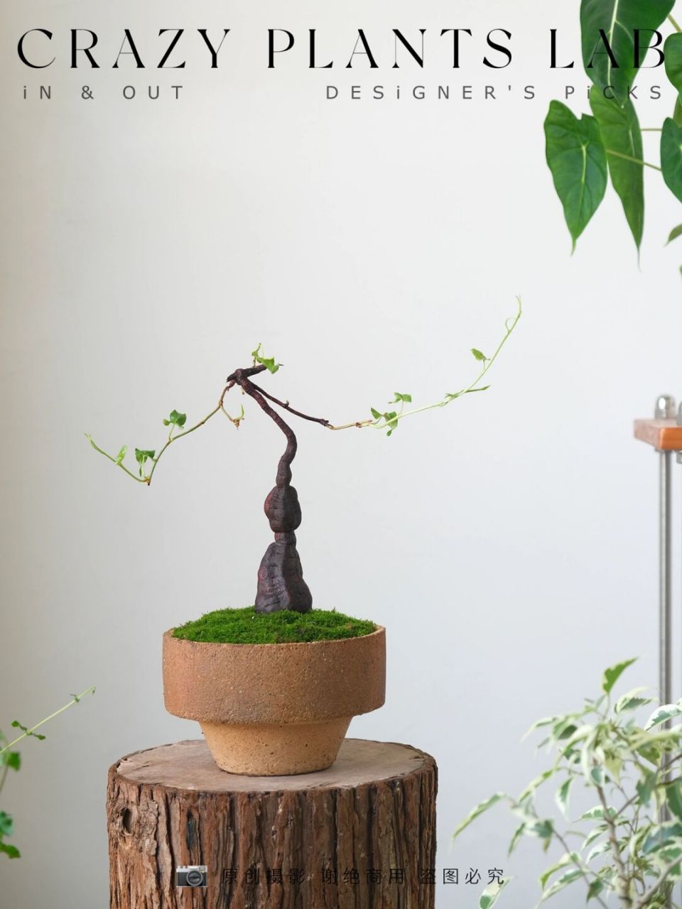 7815植物背景: 何首乌的栽培历史可以追溯到明代,原产于