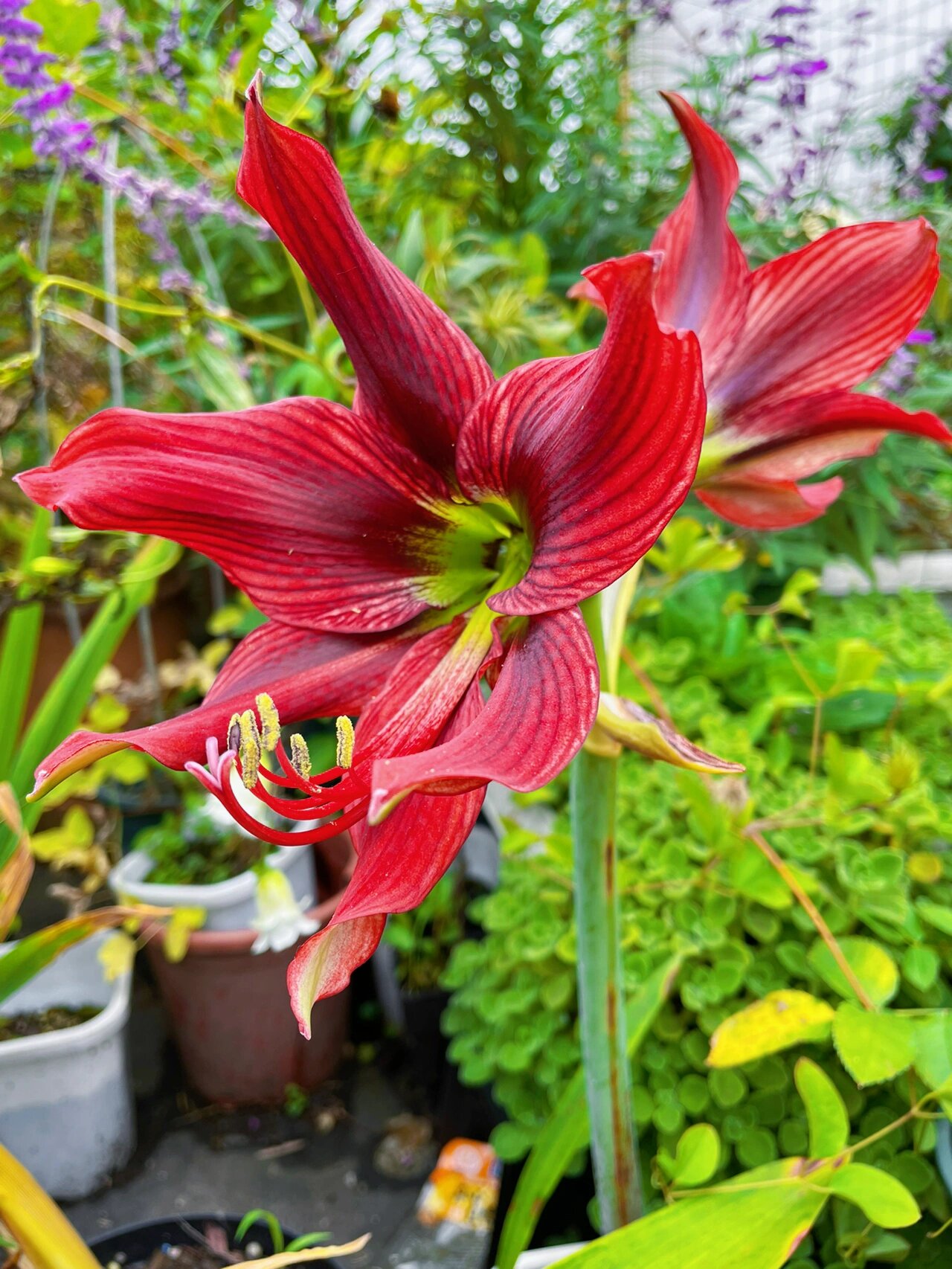 朱顶红～红凤蝶 红凤蝶,弯弯朱,妖艳无比,有丝绒感.