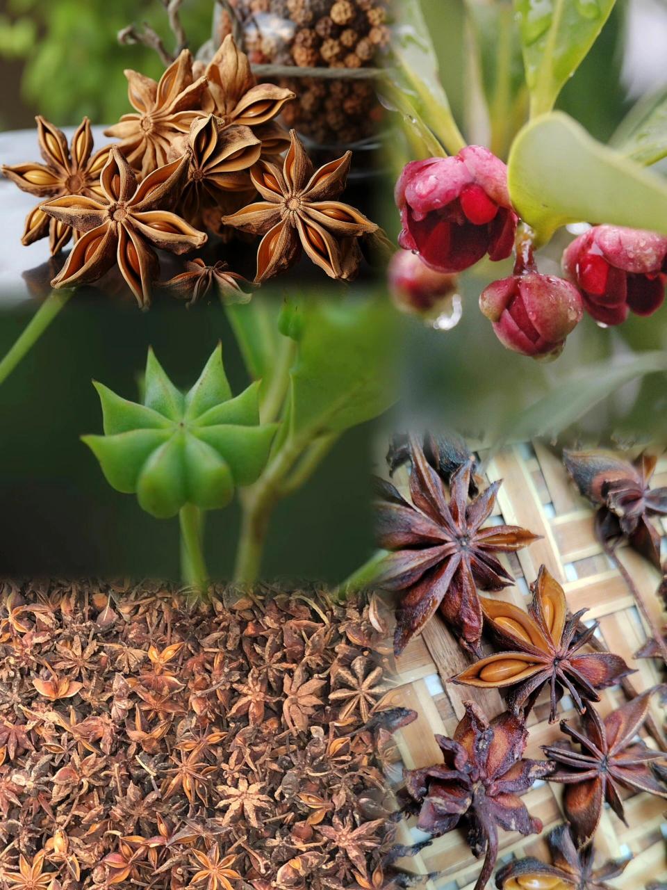 为木兰科植物八角茴香的干燥成熟果实.