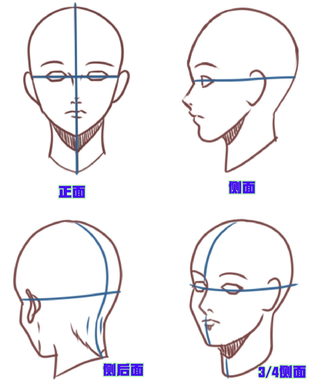 人体头部比例保姆级教程