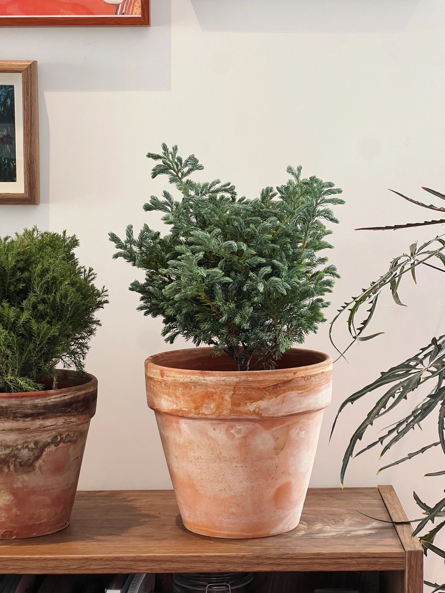 趁着秋天凉爽,是适合植物生长的季节,新添3盆"圣诞树",与我一起迎接