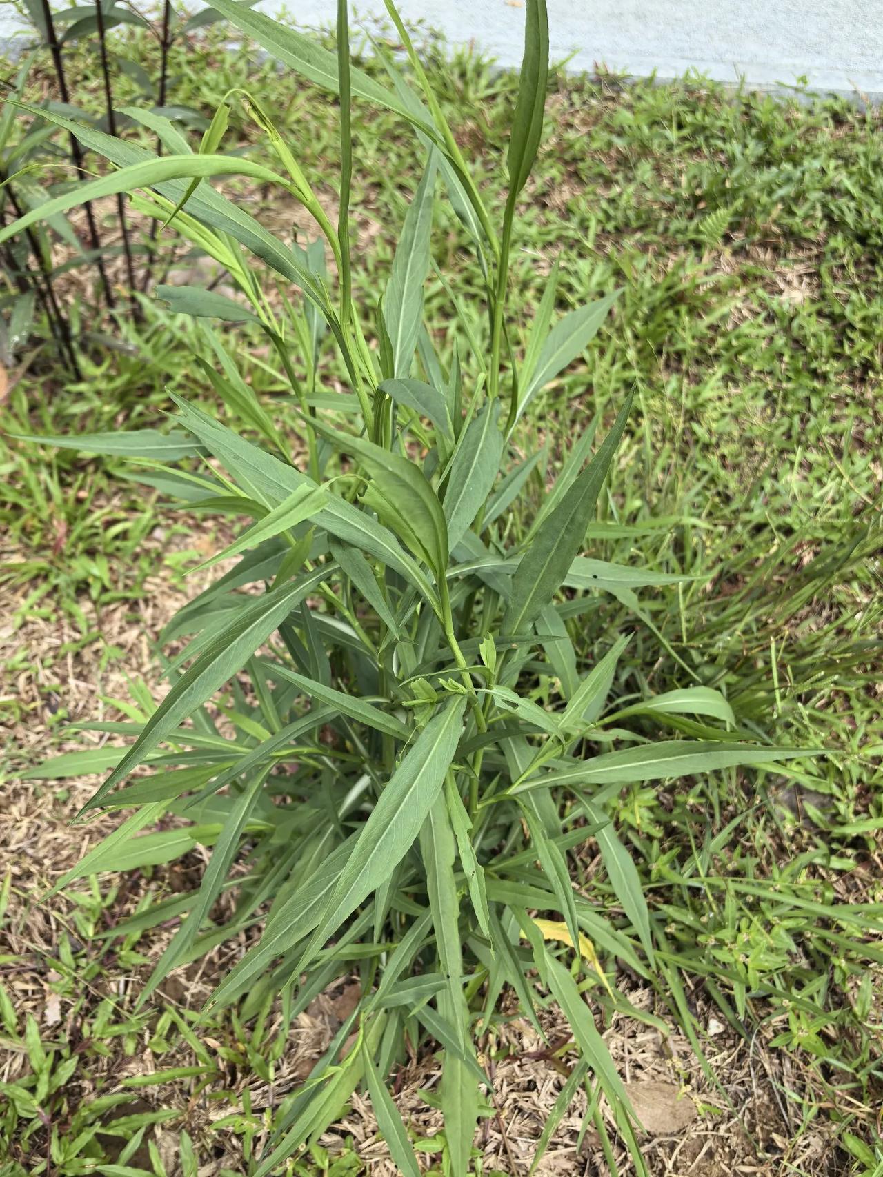 今年端午节刚好赶上周末,原是个可以放松的日子,可